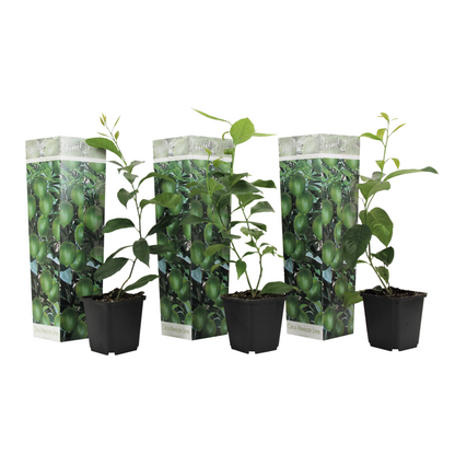 Limonia Aurantifolia - 3 Pzs - Citrus Aurantifolia - Altura 25-40cm - ⌀9cm_0