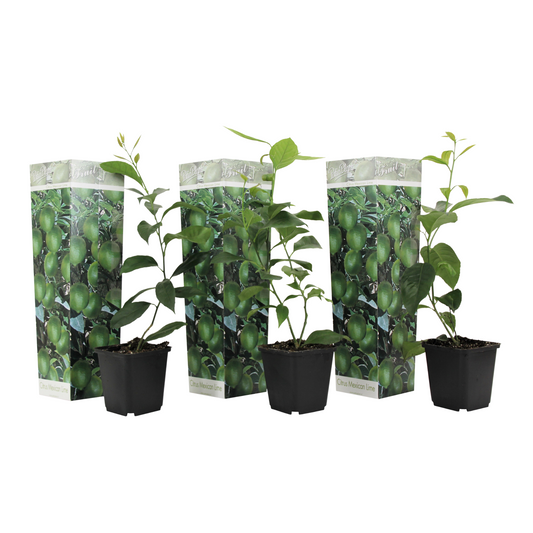 Limonia Aurantifolia - 3 Pzs - Citrus Aurantifolia - Altura 25-40cm - ⌀9cm_0