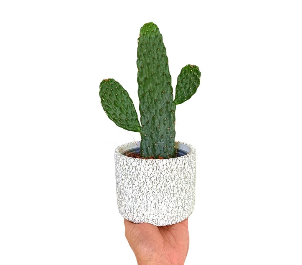 Opuntia Consolea M14 35cm_0