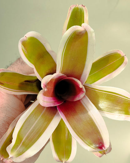 Neoregelia 'Pink'; bromelia rosa, bromelia tricolor; Curiosarium; altura 10 cm, diámetro 12 cm, sin sustrato_3
