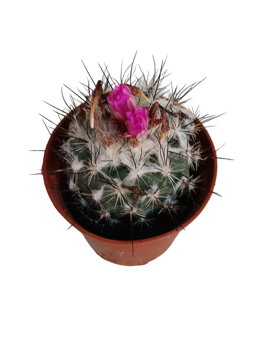 Turbinicarpus Horripilus Cactus Planta Suculenta Ø5_0