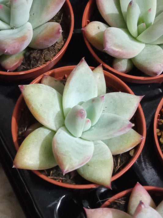 Echeveria Colorata Planta Suculenta 5 Cms_0