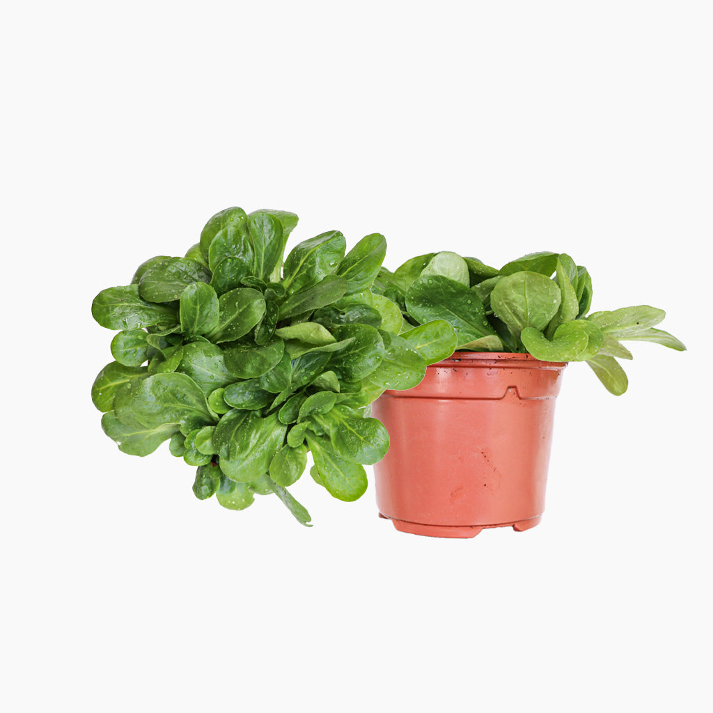 Maceta Canónigos 10,5 Cm - Plantabo_0