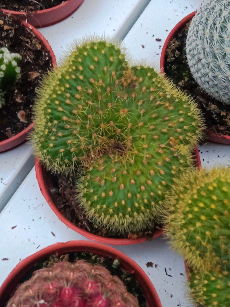 Hildewintera Aureispina Cristata Cactus Ø5 Cms_0