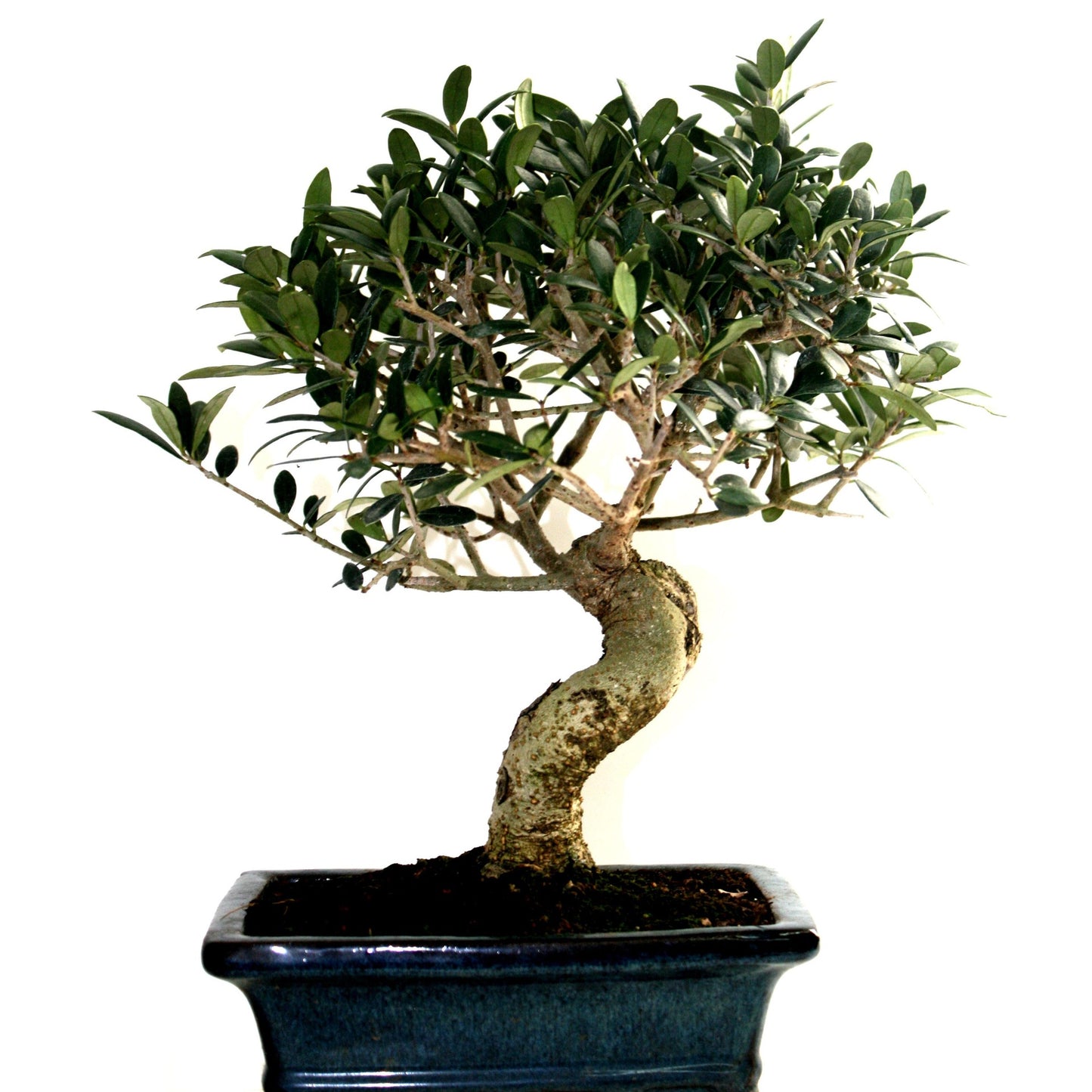 Bonsai Olea europaea 8 anos - OLIVEIRA
