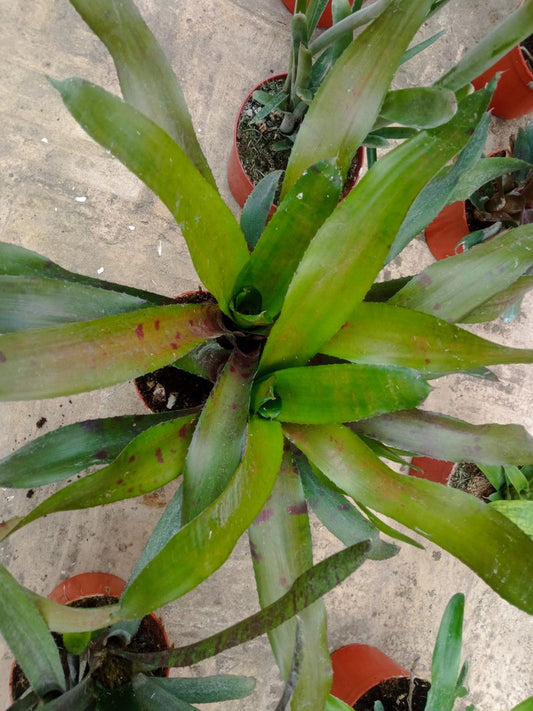Bromelia Sp6 Plantas Para Terrarios Y Jardin_0