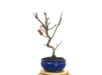 Bonsai Manzano 7 Años_1