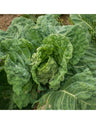 Sementes De Couve San Martino Ecológicas
