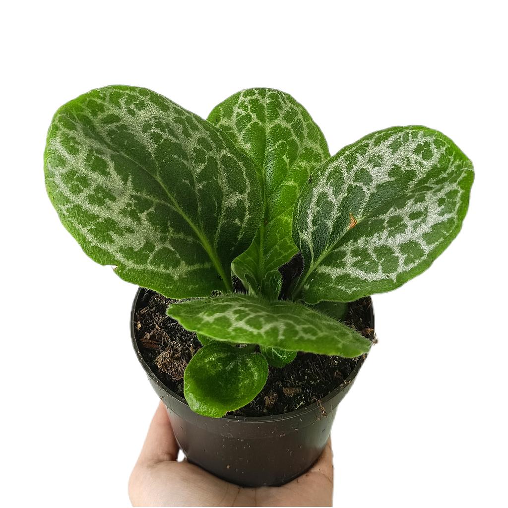 Streptocarpus Prettyturtle M11_0