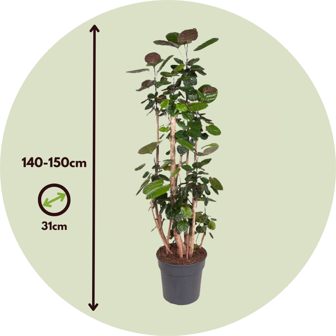 Aràlia De Fabian - Polyscias 'fabian' - Altura 140-150cm - ⌀31cm_2