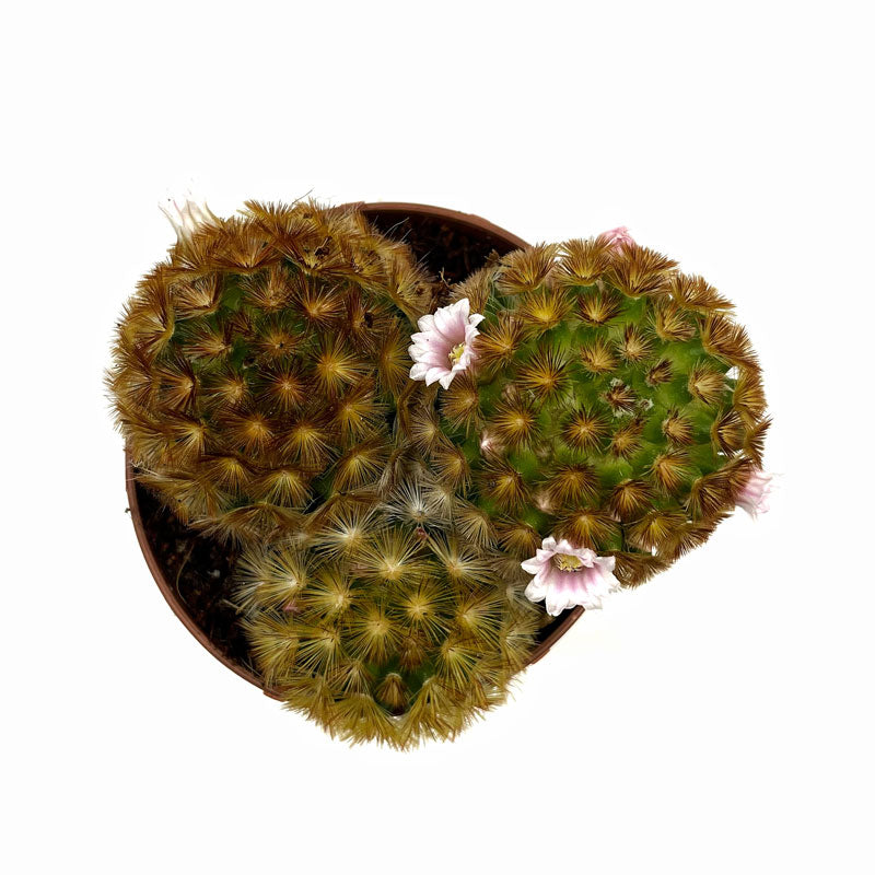 Mammillaria Carmenae Var. Rubrispina Cactus Y Suculentas M8,5 cm Ø_1