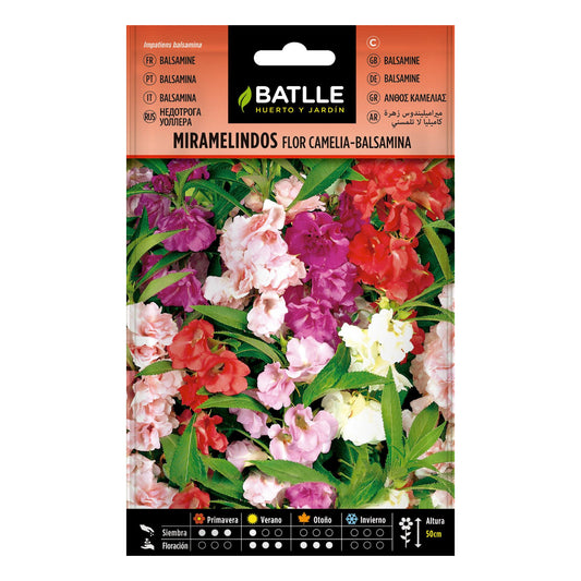 Sementes de flores de camélia-balsâmia Miramelindos