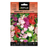 Sementes de flores de camélia-balsâmia Miramelindos