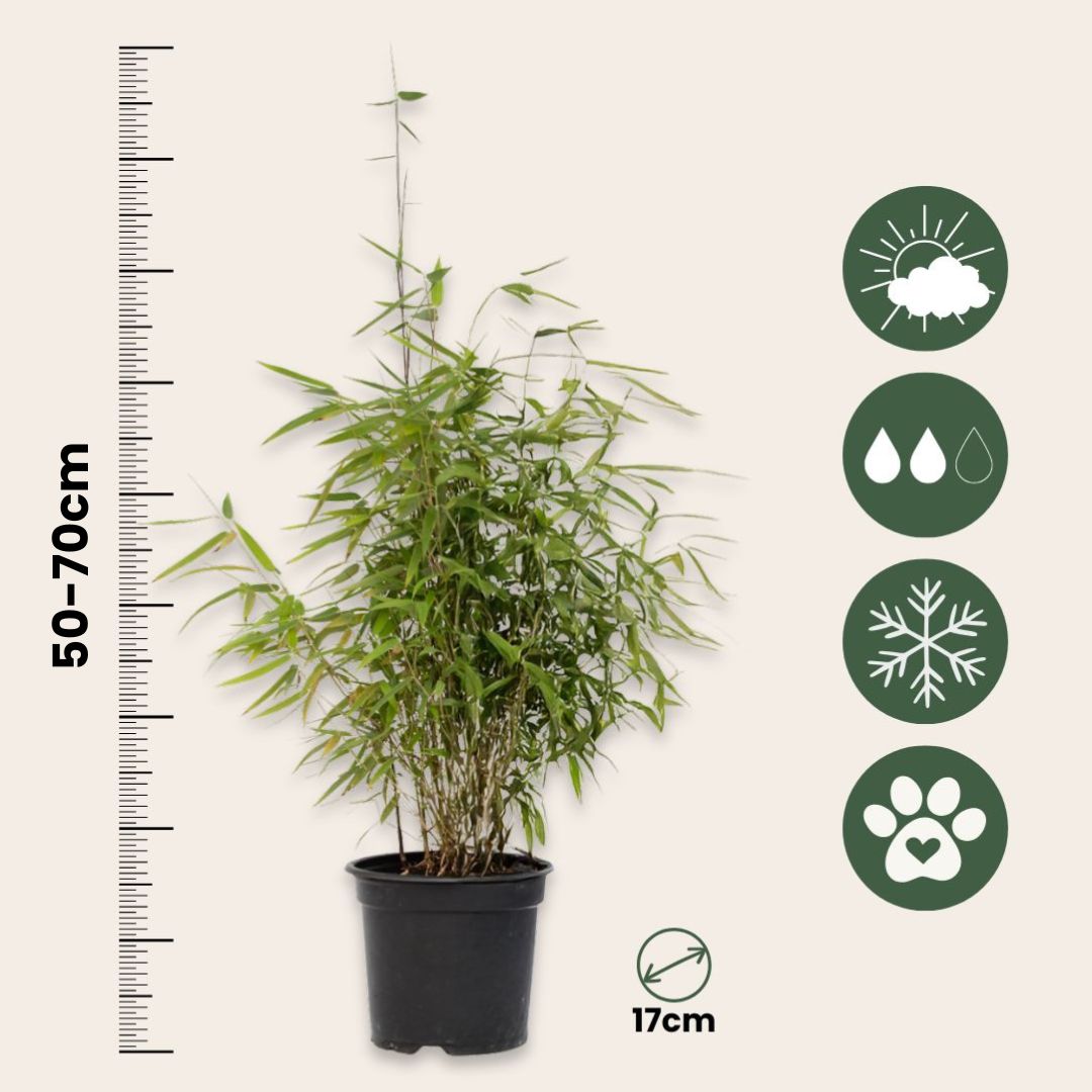 Bambú - 12 Pzs - Fargesia Nitida 'red Dragon' - Altura 50-70cm - ⌀17cm_2