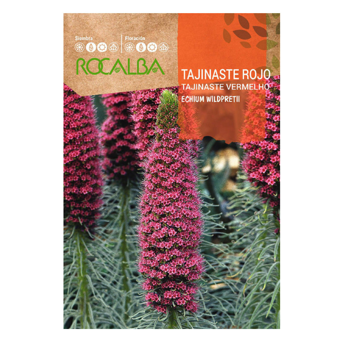 Sementes de Tajinaste Vermelho, Rocalba