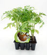 Pack Plantões De Tomate Negro 12 Un. Natural - Fitoralia