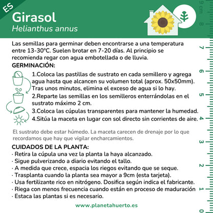 Kit de autocultivo girassol Planeta Huerto