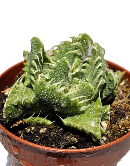 Faucaria Tigrina (boca De Tigre); Planta Suculenta Extraña; Curiosarium; Maceta 8,5 Cm_4