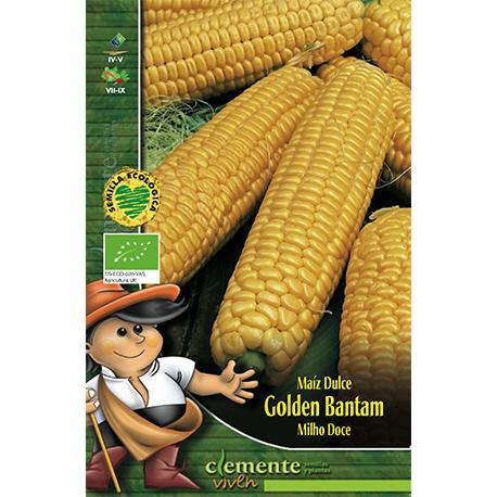 Sementes de milho doce Golden Bantam biológicas