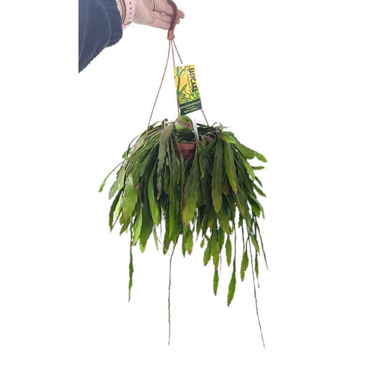 Pseudorhipsalis Ramulosa M14_0