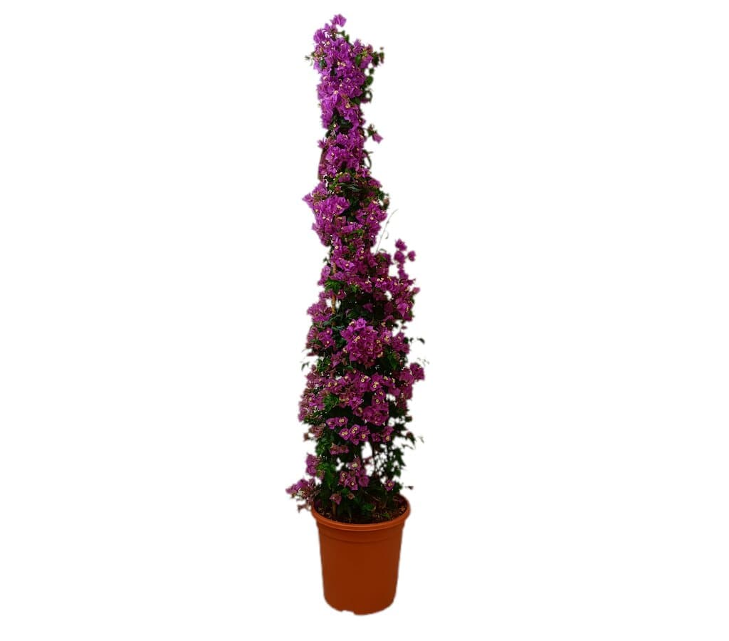 Bouganvillea Piramide M33 160-180cm_0