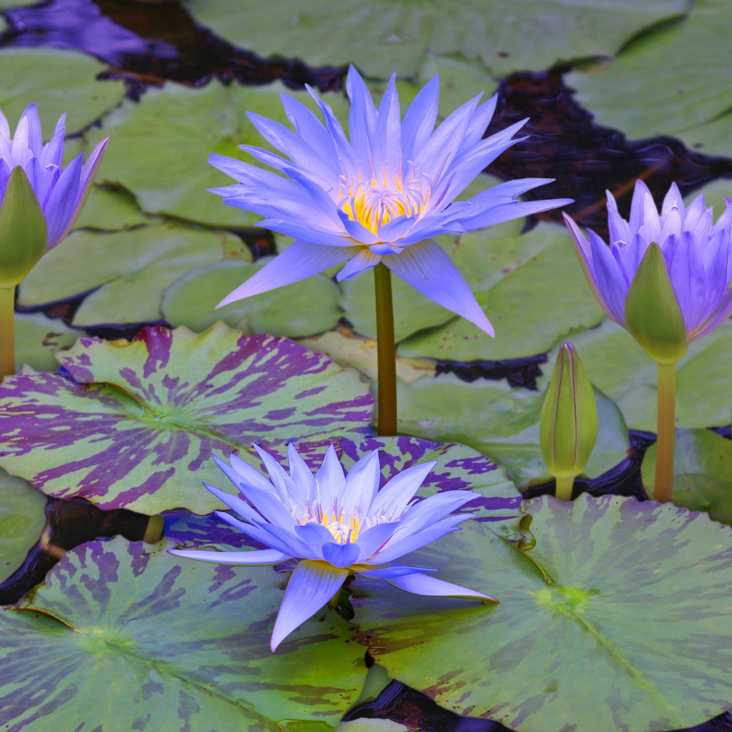 Nenúfar Azul Estanque - Floración - Resistente - Cesta Incluida - 6 Uds_1