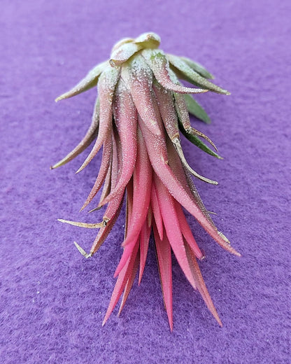Tillandsia ionantha 'Fuego', tillandsia roja, planta del aire; Curiosarium; altura 6-8 cm, diámetro 4-6 cm_1