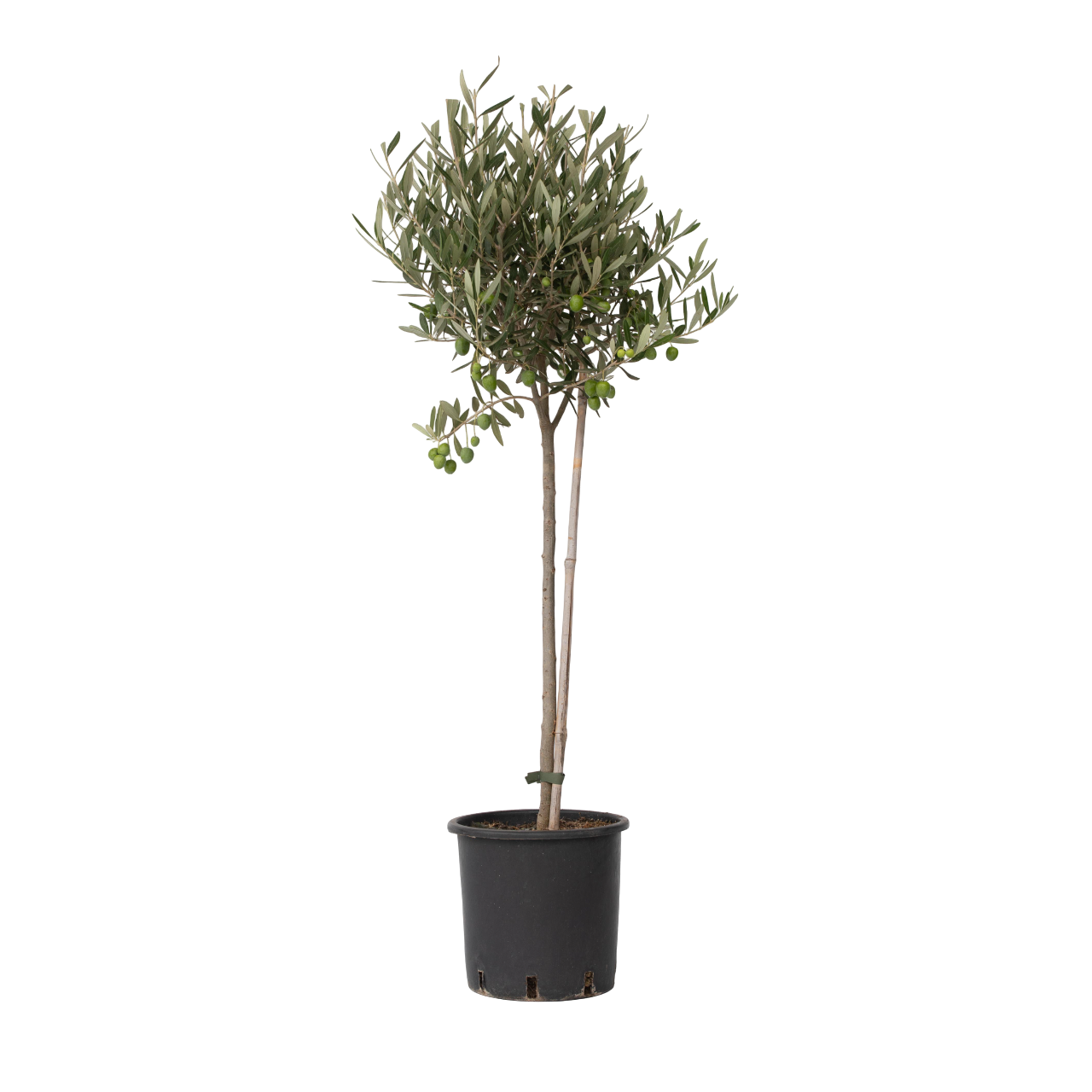 Olivo - Olea Europaea - Altura 80-90cm - ⌀19cm_0