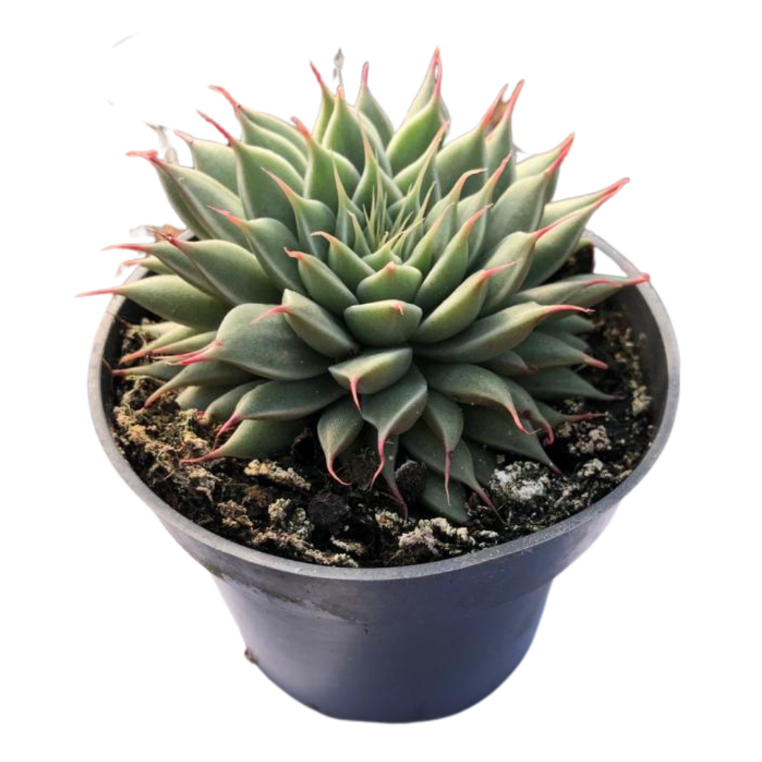 Echeveria Graptopetalum Suculenta Exótica Para Jardinería Y Decoración_0