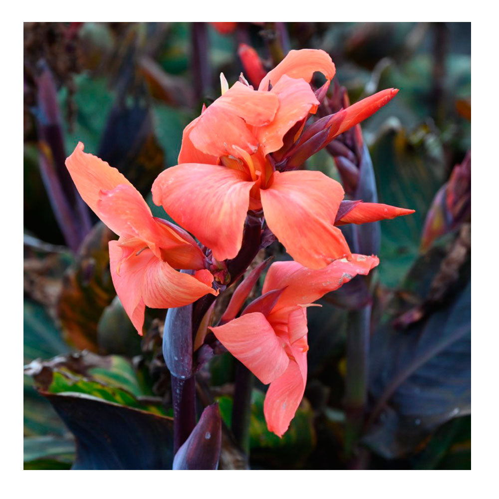 1 Bulbo De Planta Canna Variedad 'panache Black'_0