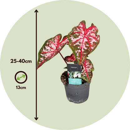 Caladio - 2 Pzs - Caladium 'carolyn Whorton' - Altura 25-40cm - ⌀13cm_2