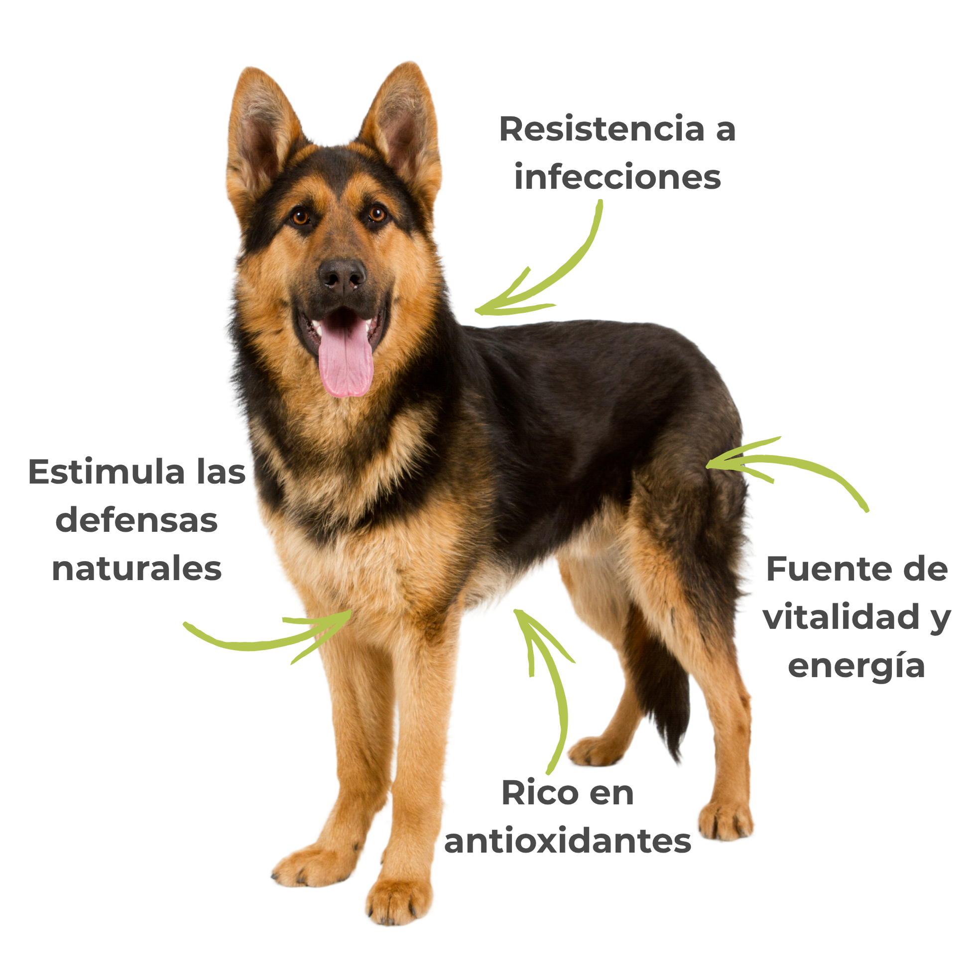 Suplemento natural para las defensas y la vitalidad de perros y gatos – ECO 100 g_3