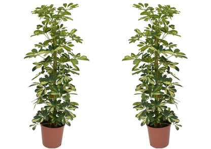 Cheflera - 2 Pzs - Schefflera 'dalton' - Altura 90-100cm - ⌀21cm_0