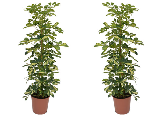 Cheflera - 2 Pzs - Schefflera 'dalton' - Altura 90-100cm - ⌀21cm_0