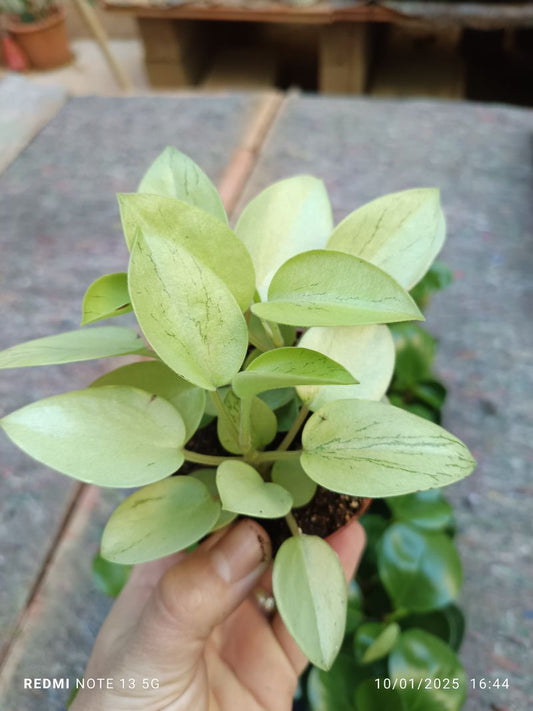 Peperomia Pixie Variegata Planta De Interior_0