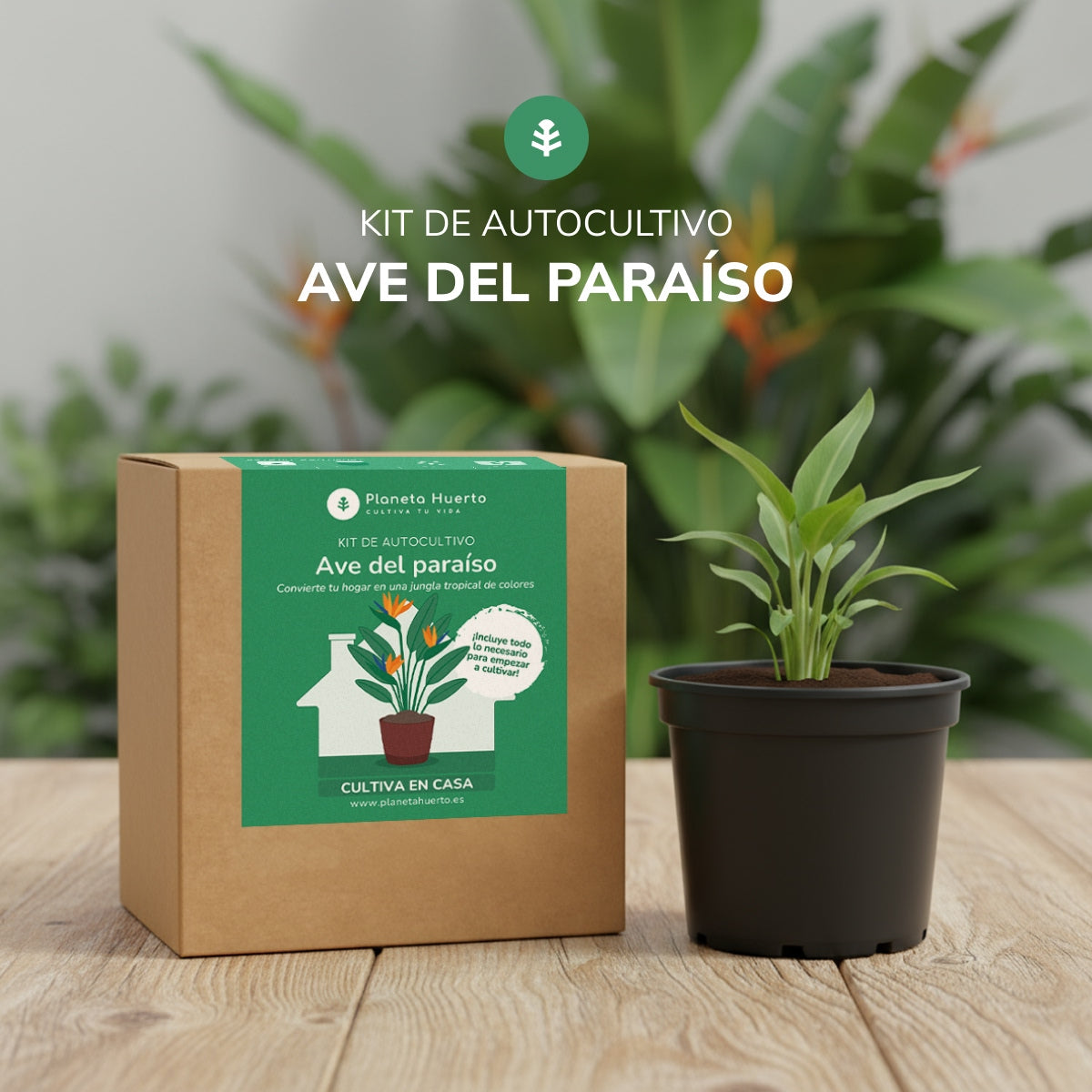 Kit de auto-cultivo de ave-do-paraíso Planeta Huerto
