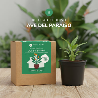 Kit de auto-cultivo de ave-do-paraíso Planeta Huerto