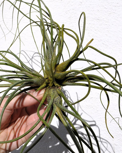 Tillandsia butzii clump; planta del aire, mata de plantas; Curiosarium; altura 10-15 cm, diámetro 30-50 cm_1
