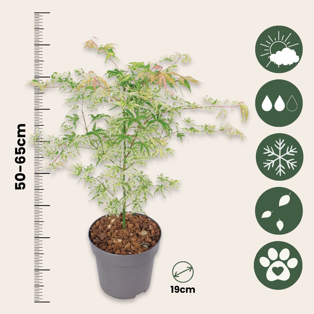 Arce Japonés - 2 Pzs - Acer Palmatum 'ukigumo' - Altura 50-60cm - ⌀19cm_2