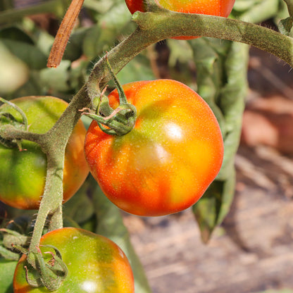 Plantón Tomate Pometa 2 Unidades - PlantaBo_2