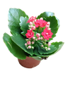 Kalanchoe Flor Rojo Planta Maceta 7 Cms