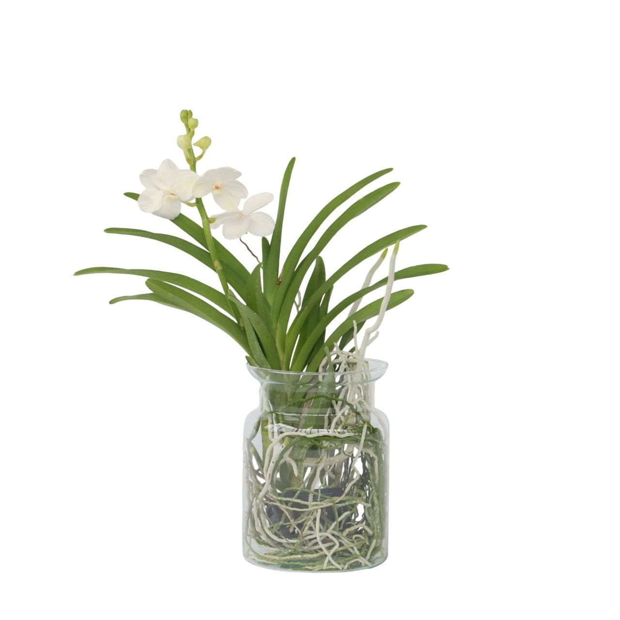 Orquídea Vanda - Vanda 'white' - Altura 40-50cm - ⌀14cm_0