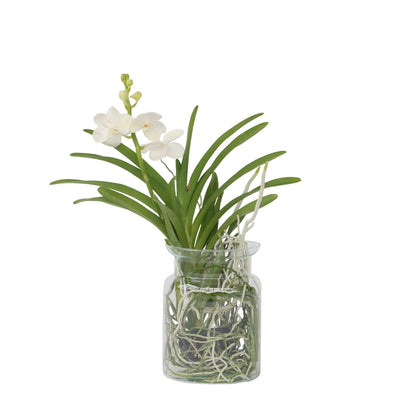 Orquídea Vanda - Vanda 'white' - Altura 40-50cm - ⌀14cm_0