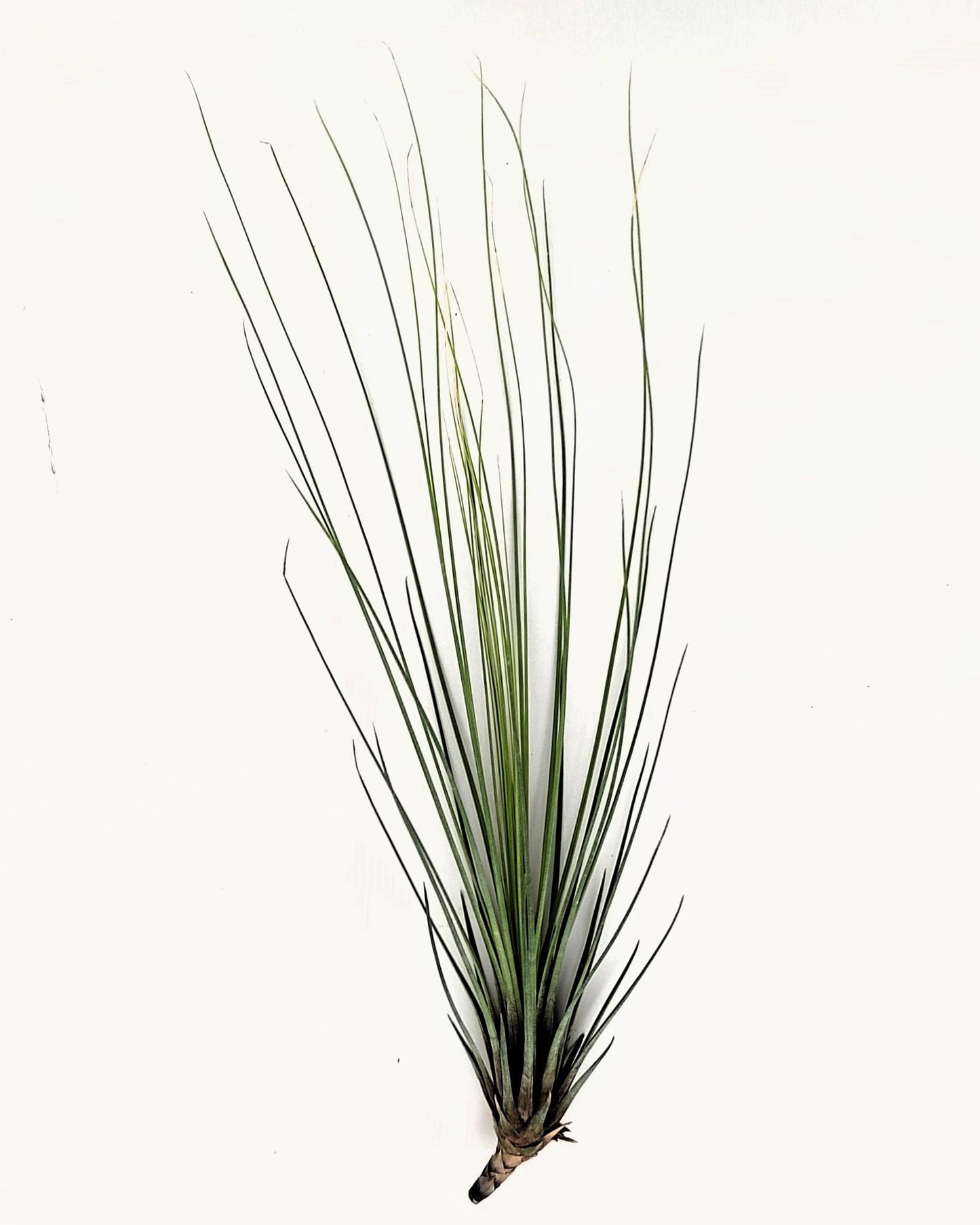 Tillandsia juncifolia; tillandsia de hojas de junco, planta del aire; Curiosarium; altura 20-25 cm, diámetro 10-15 cm_0
