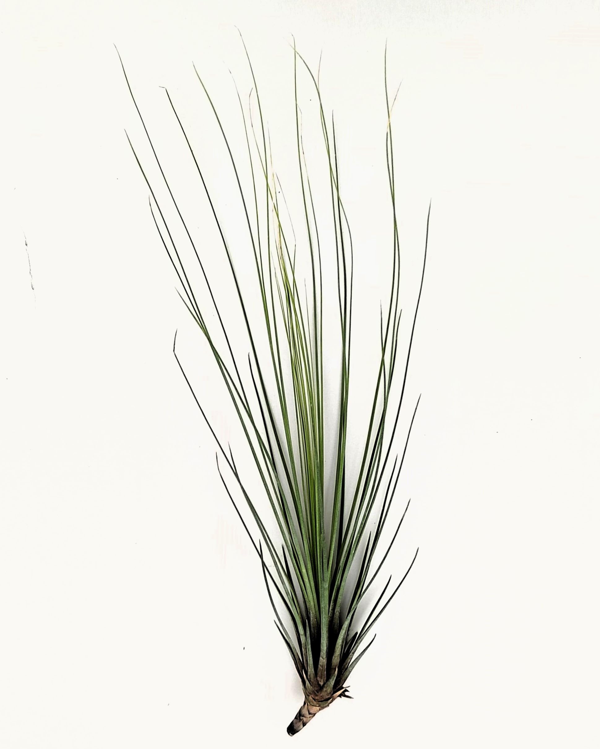 Tillandsia juncifolia; tillandsia de hojas de junco, planta del aire; Curiosarium; altura 20-25 cm, diámetro 10-15 cm_0