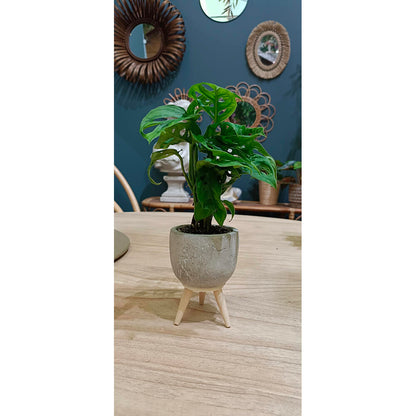 Monstera Adansonii M6_1