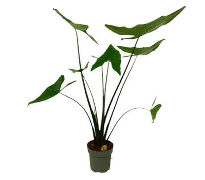 Alocasia Esculenta M24 80-100cm_0