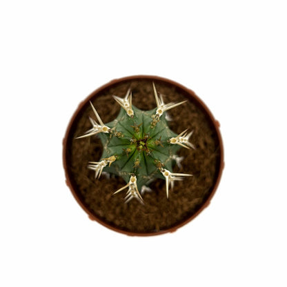 Euphorbia Echinus Cactus Y Suculentas M8,5 cm Ø_1