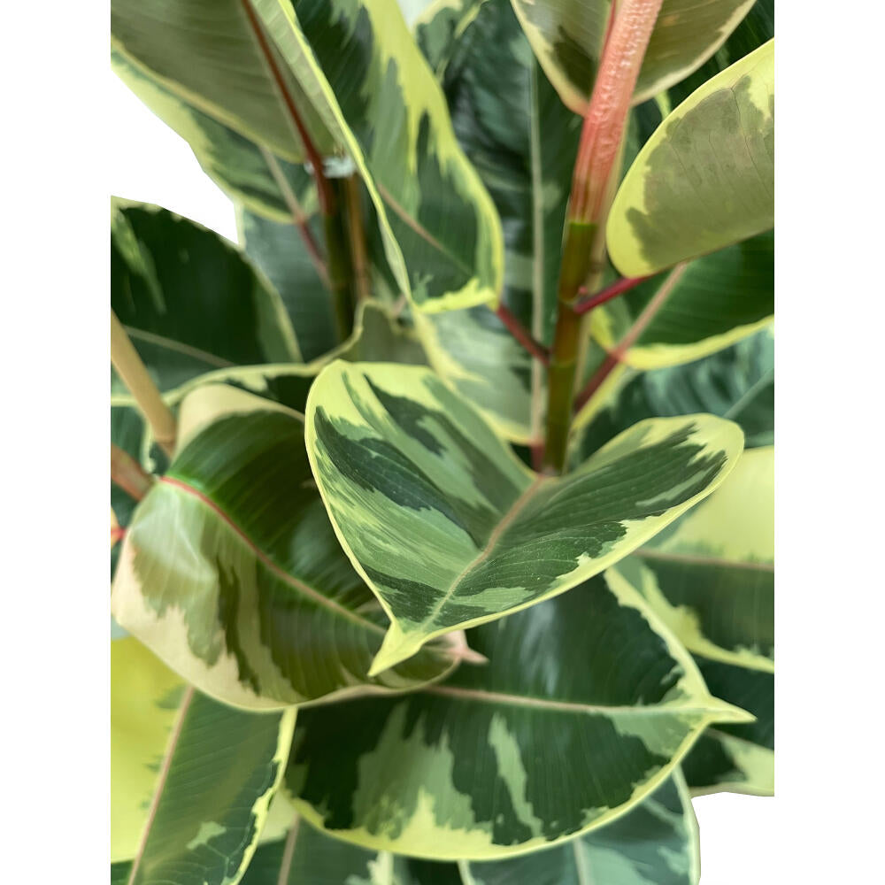 Ficus Elastica Tineke M22 80cm_1