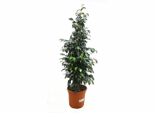 Ficus Benjamina M24_0